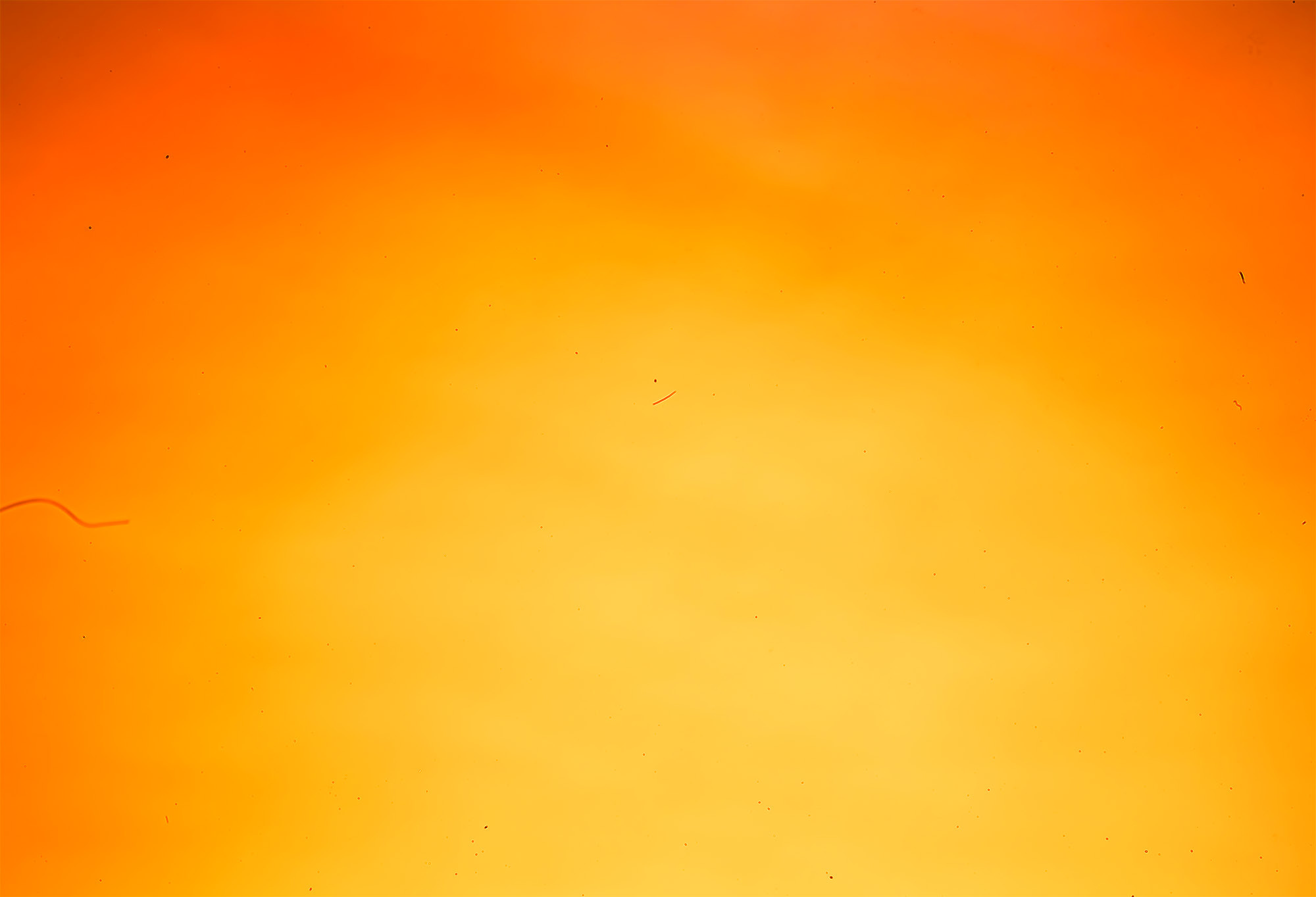 Anne Scott Wilson, Chromatic #2 (yellow), 1500 x 2185mm, Centurion Metallic Pearl archival paper