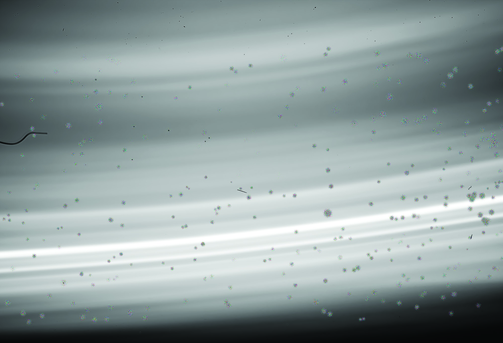 Anne Scott Wilson, Chromatic #1 (black and white), 1500 x 2185mm, Centurion Metallic Pearl archival paper