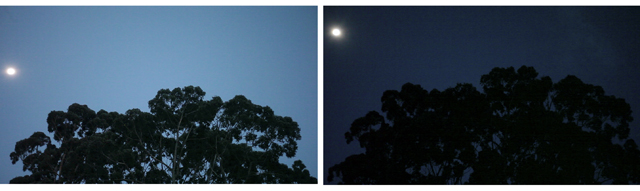Two video stills of dark treetops against a blue evening sky